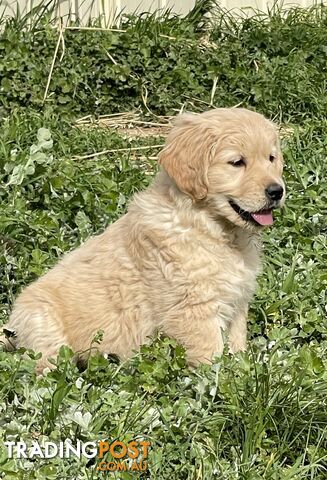 Golden Retriever Purebred Puppies-READY NOW - photo 2 of 6