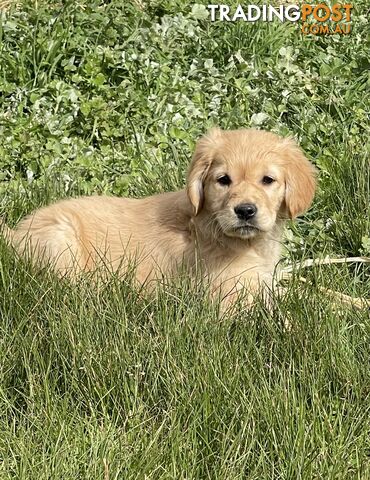 Golden Retriever Purebred Puppies-READY NOW - photo 3 of 6