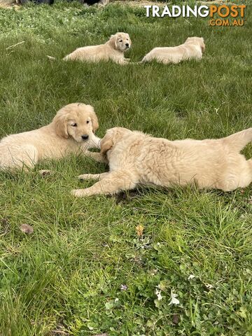 Golden Retriever Purebred Puppies-READY NOW - photo 5 of 6