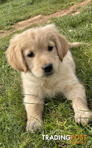 Golden Retriever Purebred Puppies-READY NOW