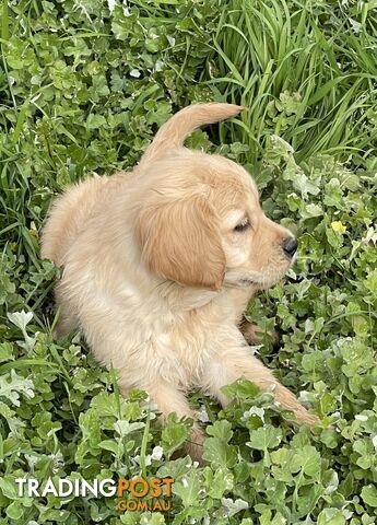 Golden Retriever Purebred Puppies-READY NOW - photo 4 of 6