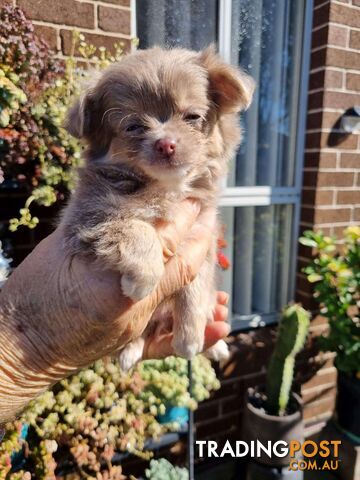 Chihuahua pups