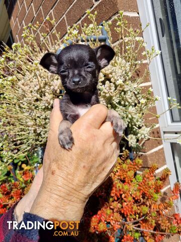 Chihuahua pups