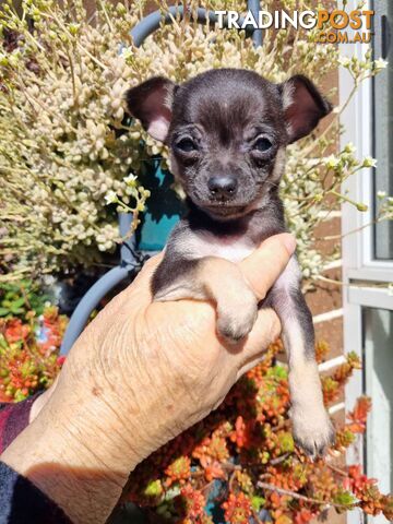 Chihuahua pups