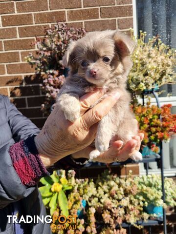 Chihuahua pups