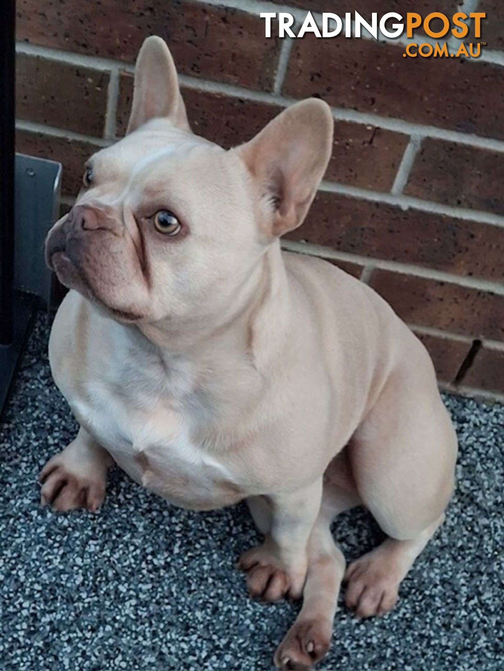 French Bulldog - Master Dog Breeders Certified Pedigree