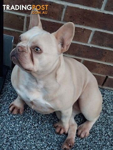 Platinum French Bulldog