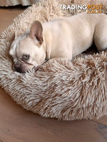 French Bulldog - Master Dog Breeders Certified Pedigree