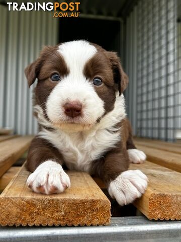 Female border collie