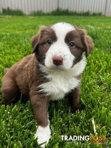 Female border collie