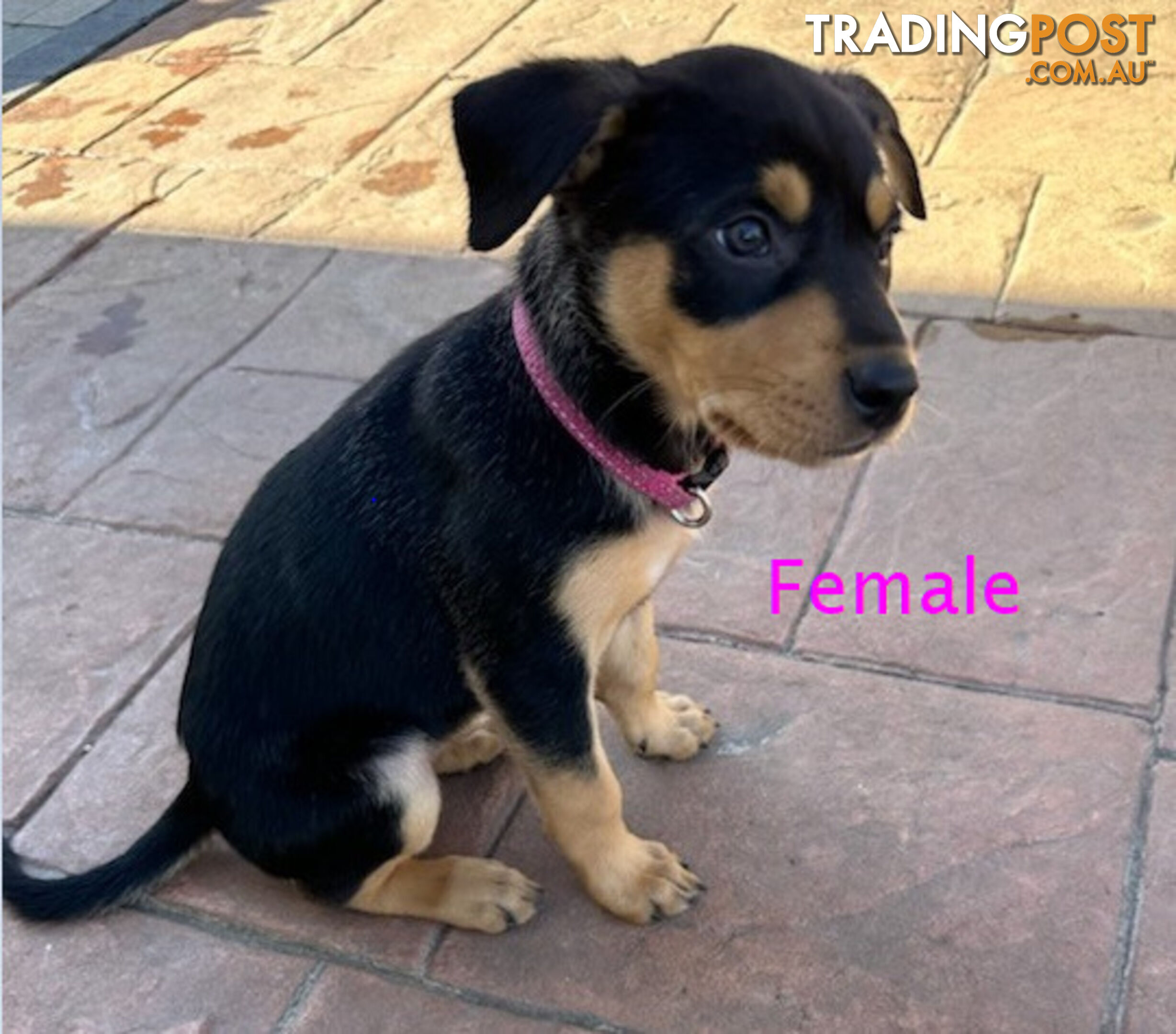 Australian Kelpie Pups for Sale