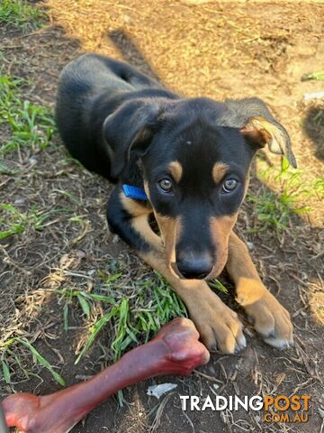 Kelpie Pups for Sale - ONLY 3 LEFT