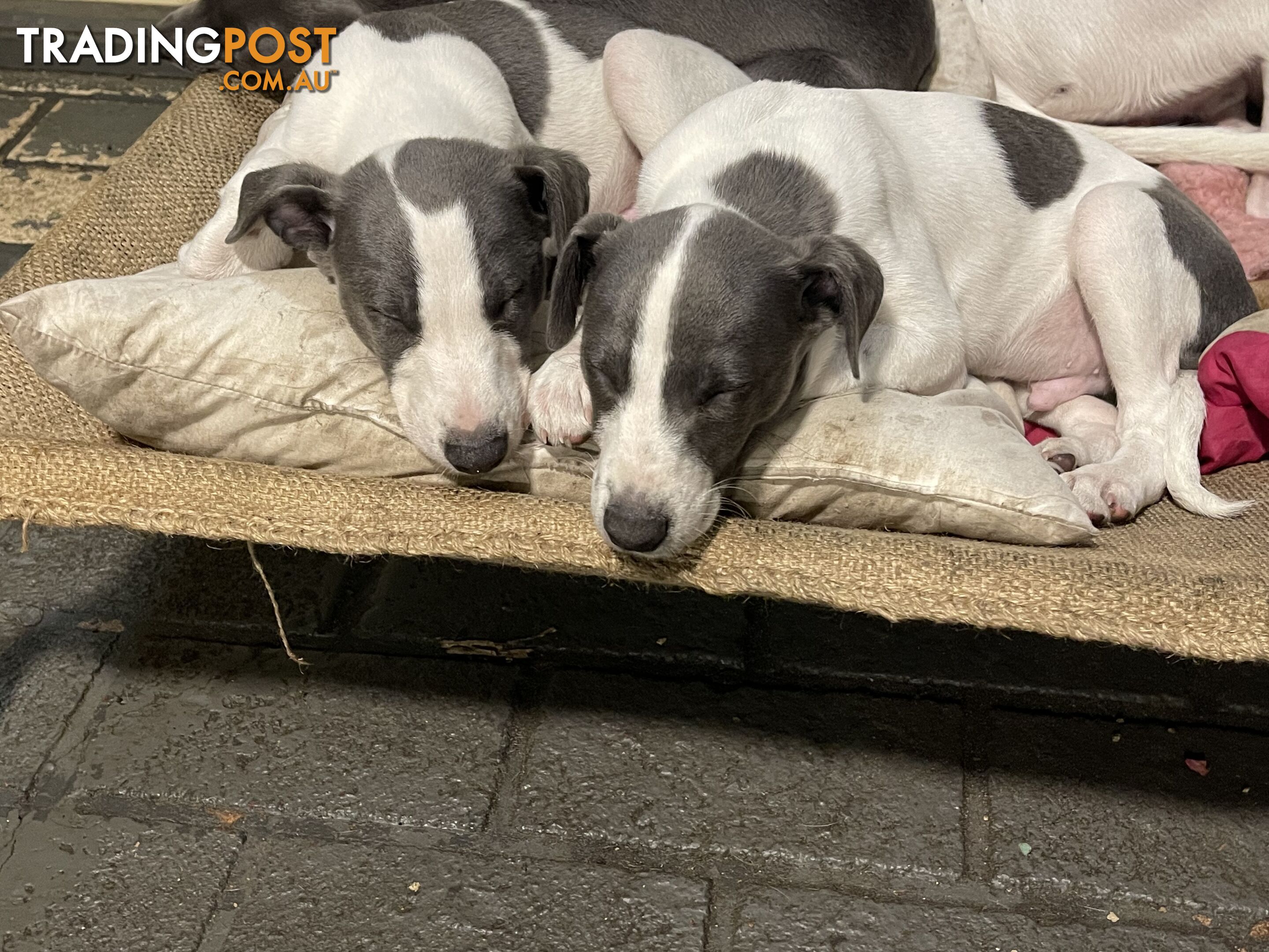 Whippet puppies Puredbred