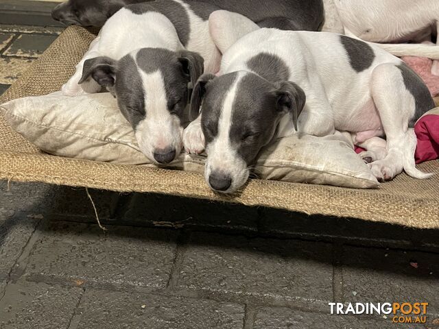 Whippet puppies Puredbred