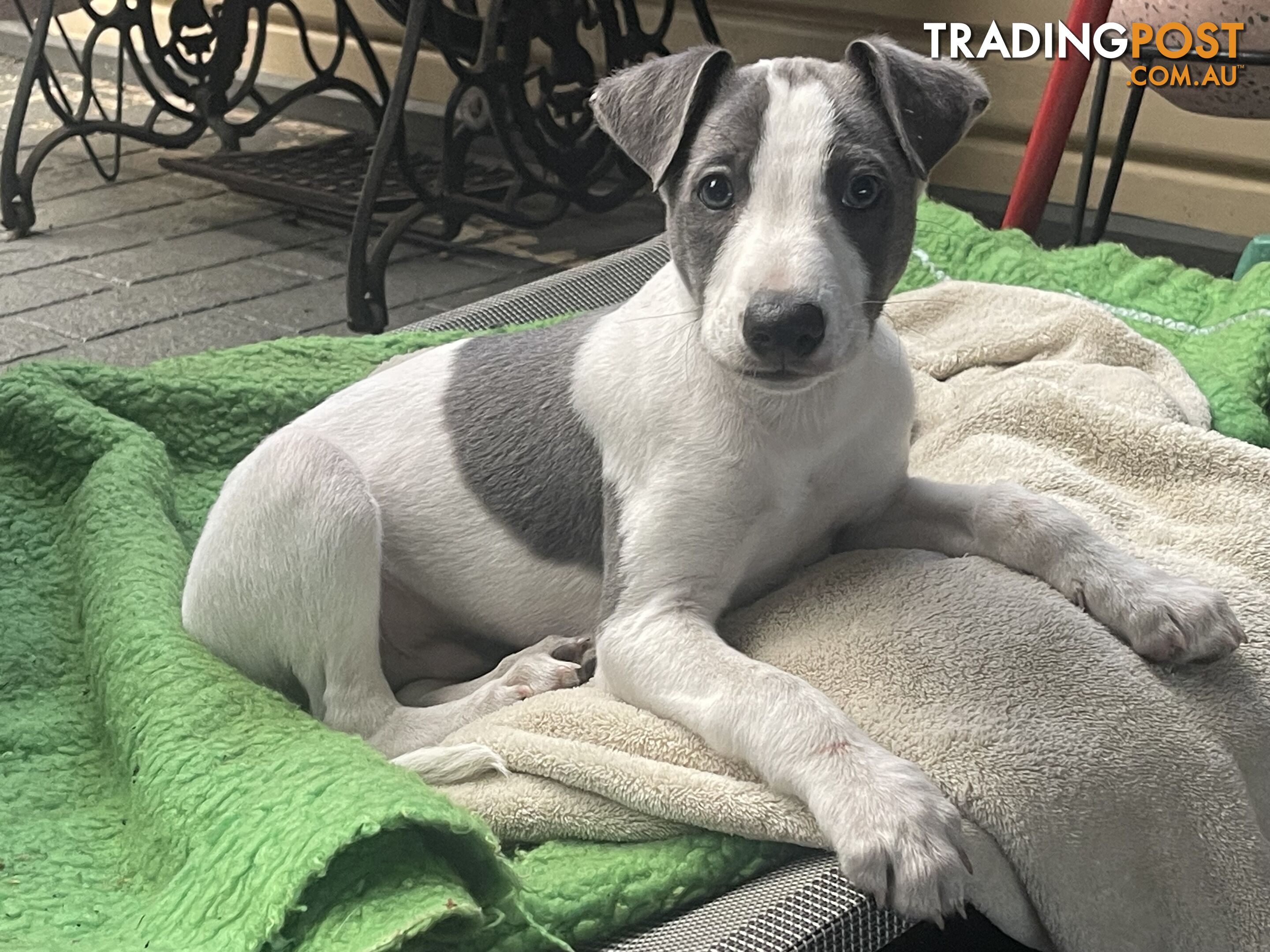 Whippet puppies Puredbred