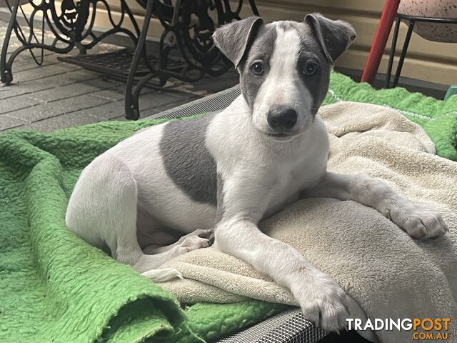 Whippet puppies Puredbred