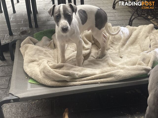 Whippet puppies Puredbred