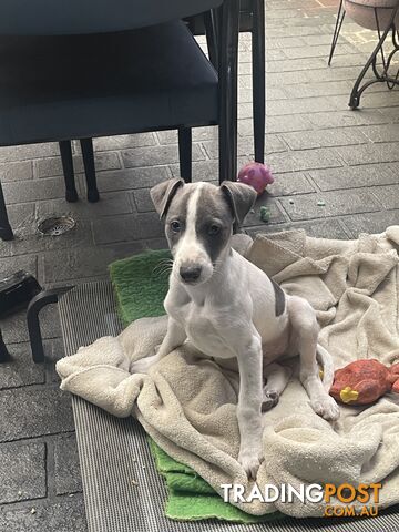 Whippet puppies Puredbred