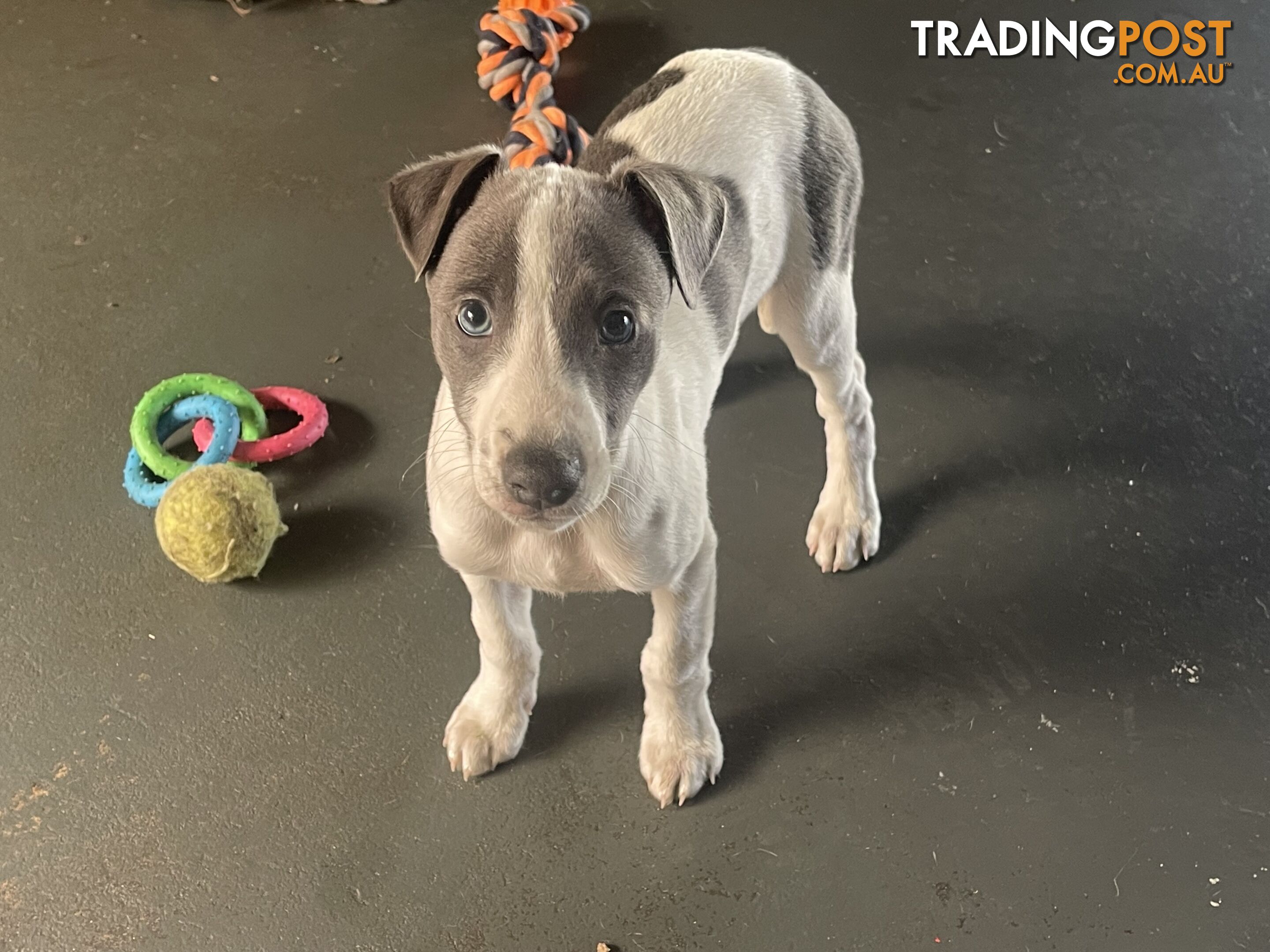 Whippet puppies Puredbred