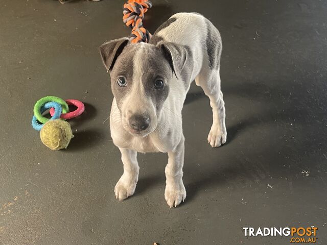 Whippet puppies Puredbred