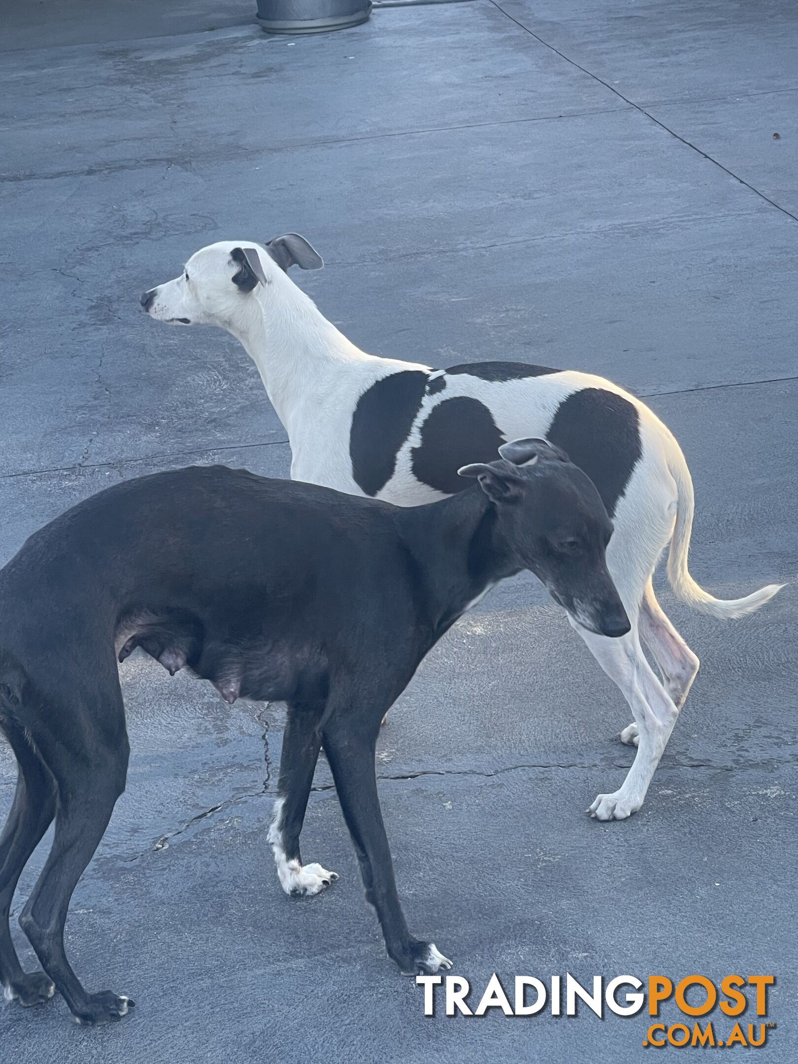 Whippet puppies Puredbred