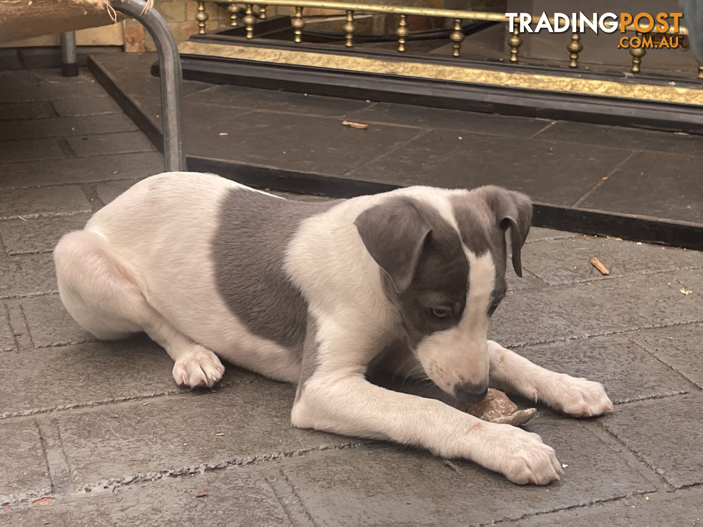 Whippet puppies Puredbred