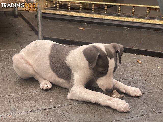 Whippet puppies Puredbred