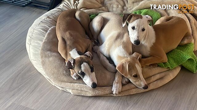 Whippet puppies