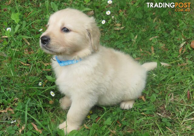 Golden retriever puppies