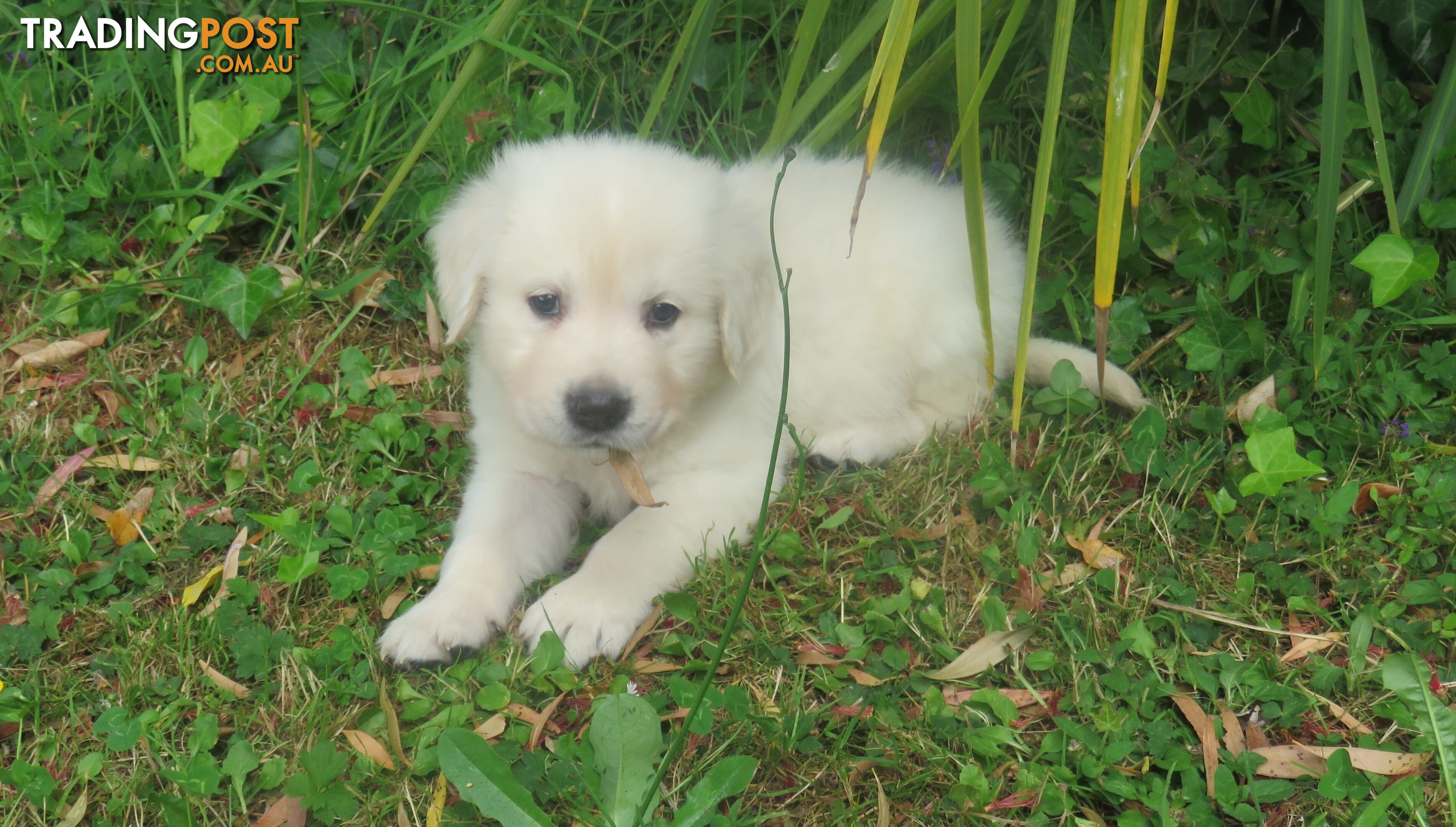 Golden retriever puppies