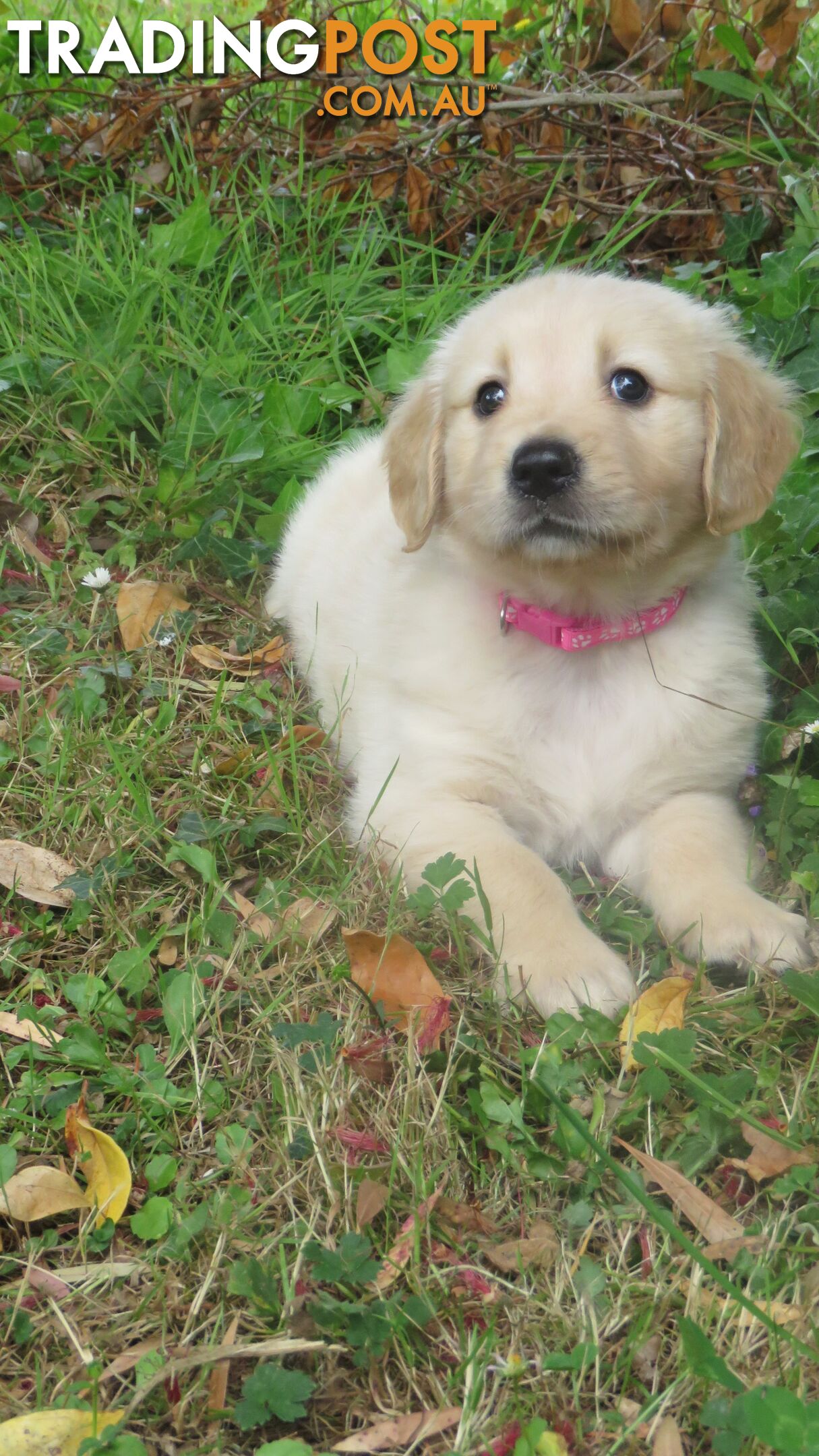 Golden retriever puppies