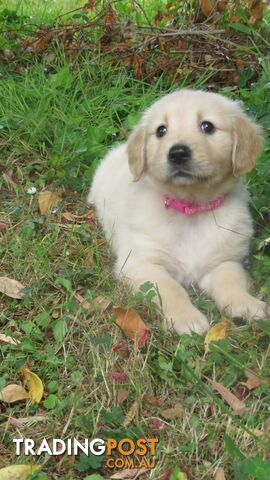 Golden retriever puppies