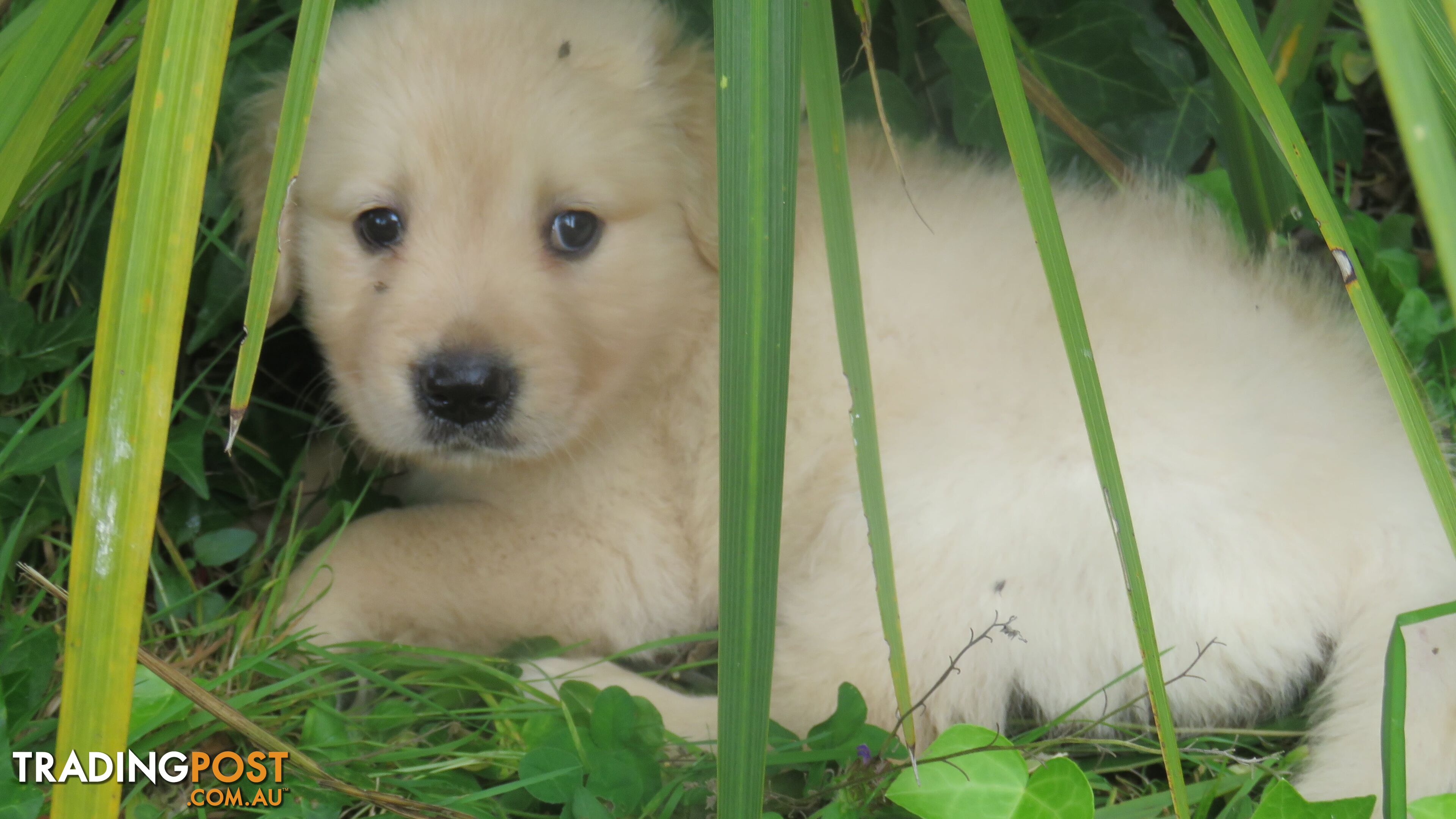 Golden retriever puppies