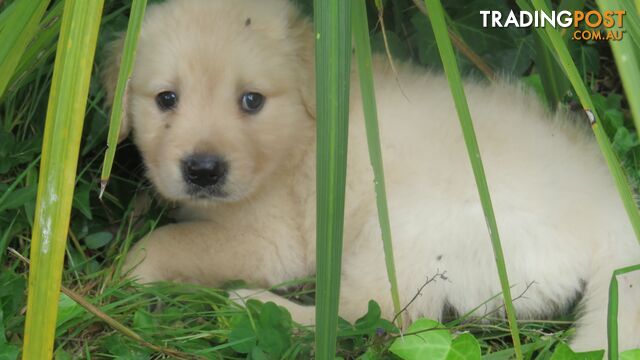 Golden retriever puppies