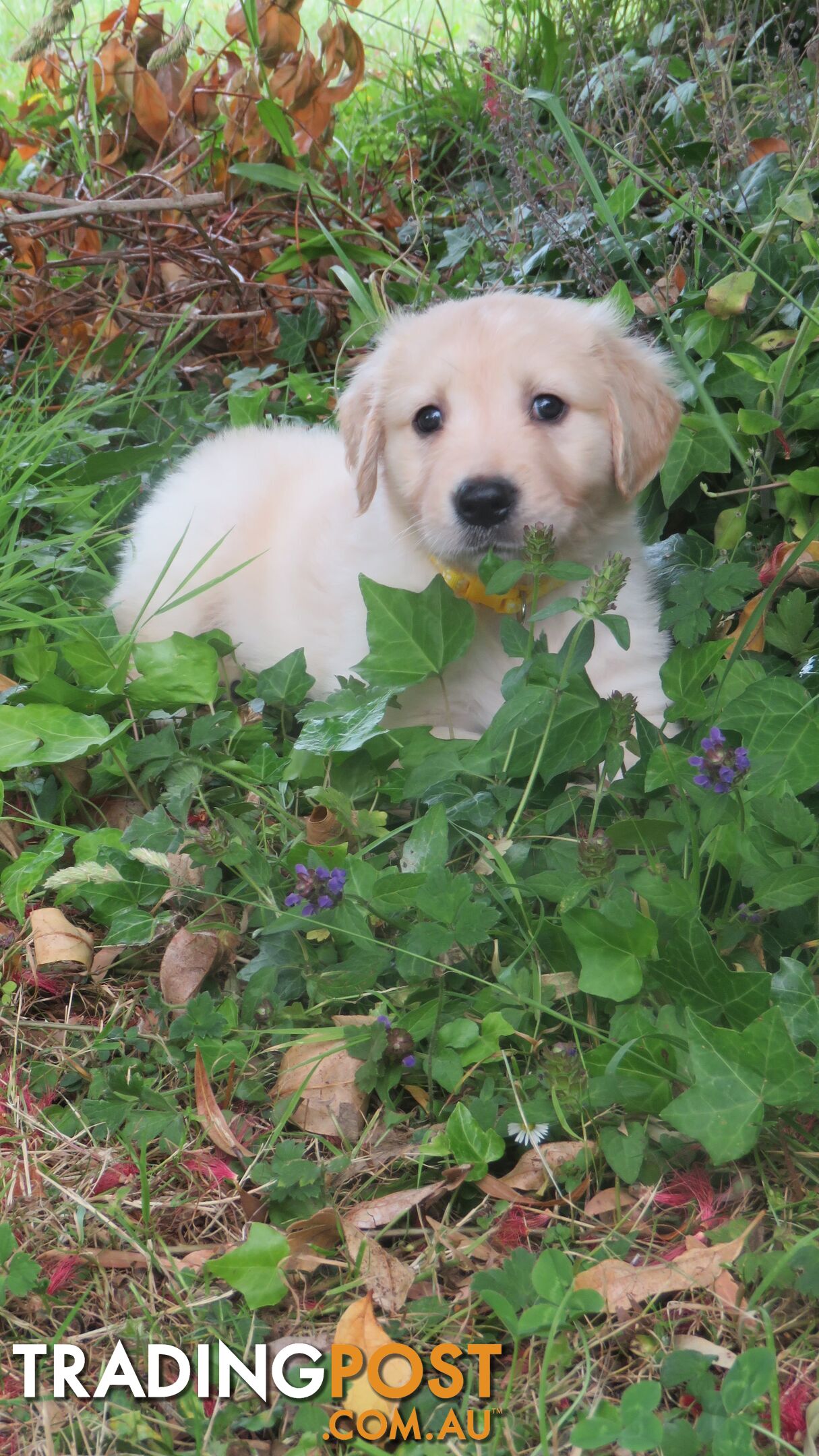 Golden retriever puppies