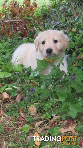 Golden retriever puppies