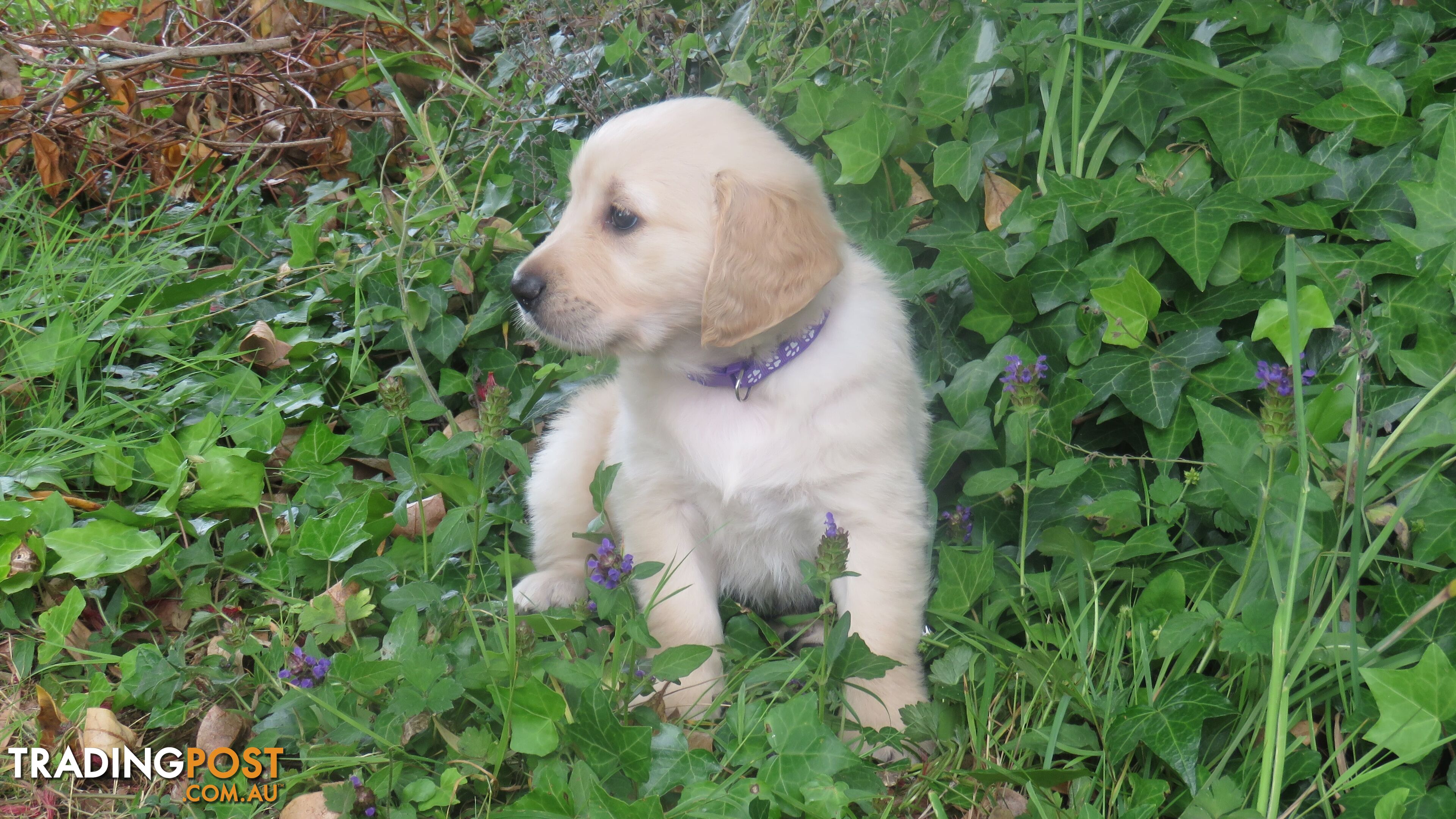 Golden retriever puppies