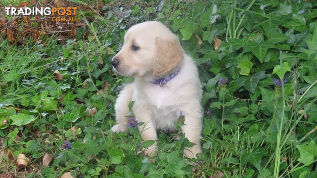 Golden retriever puppies