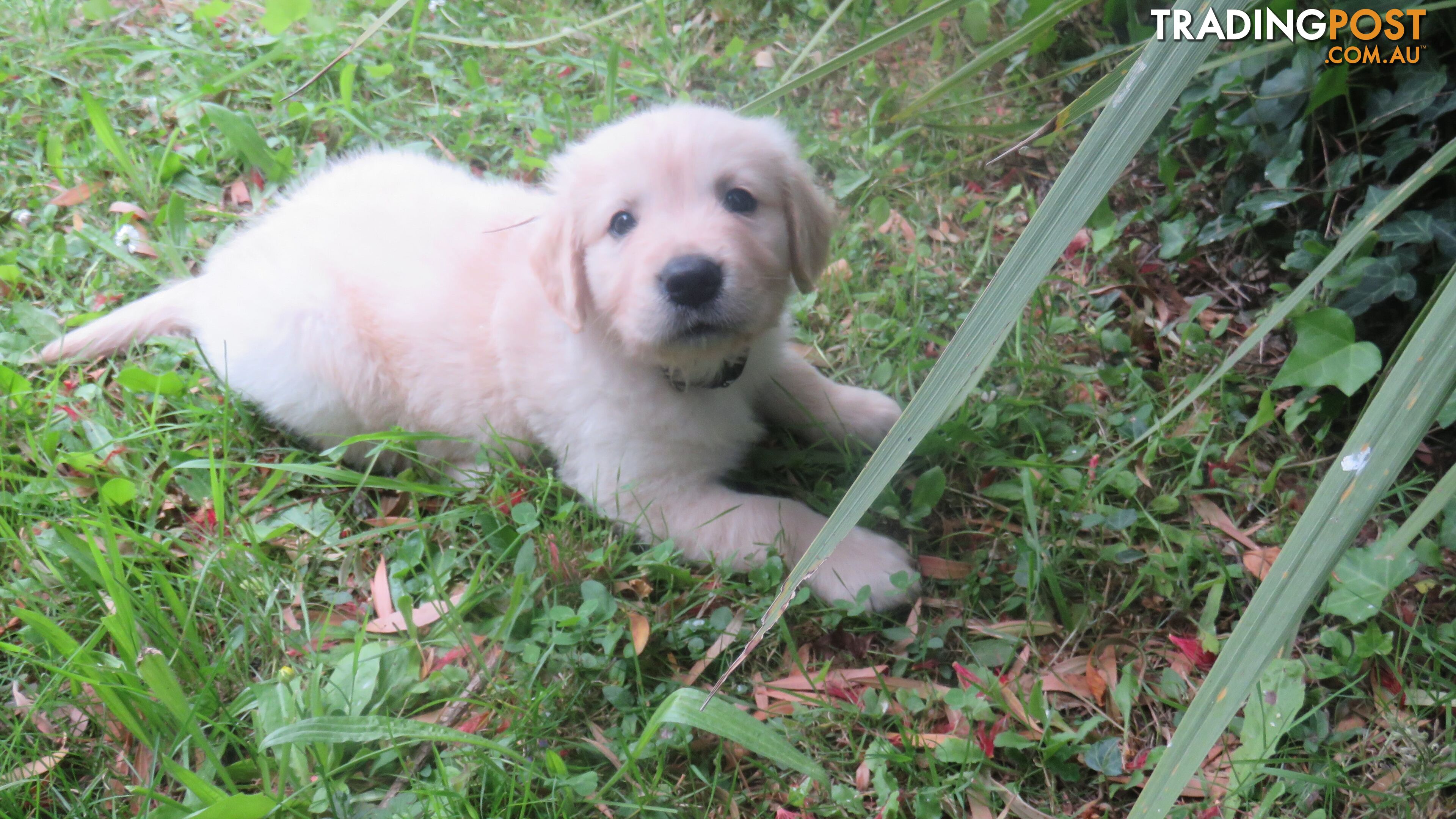 Golden retriever puppies