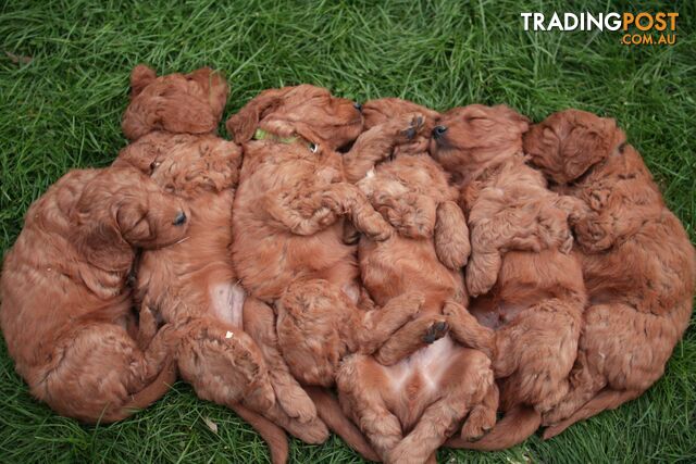 F1 Standard Red Groodle Puppies in Upwey.