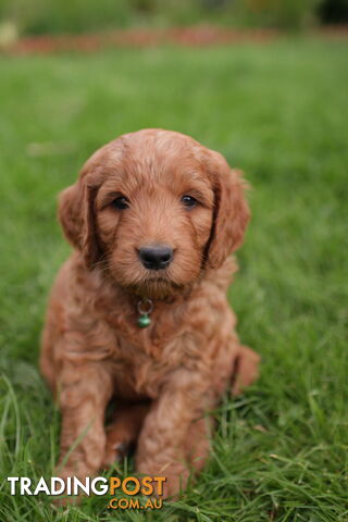 F1 Standard Red Groodle Puppies in Upwey, VIC