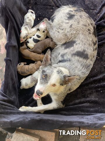 Border collie cross