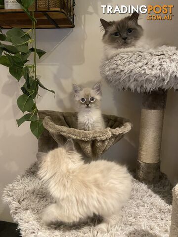 Ragdoll kittens