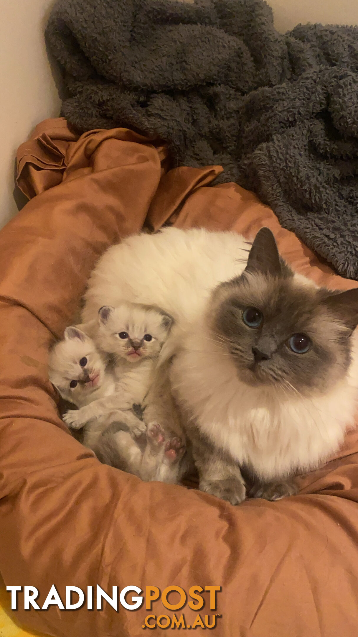 Ragdoll kittens