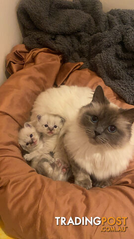 Ragdoll kittens