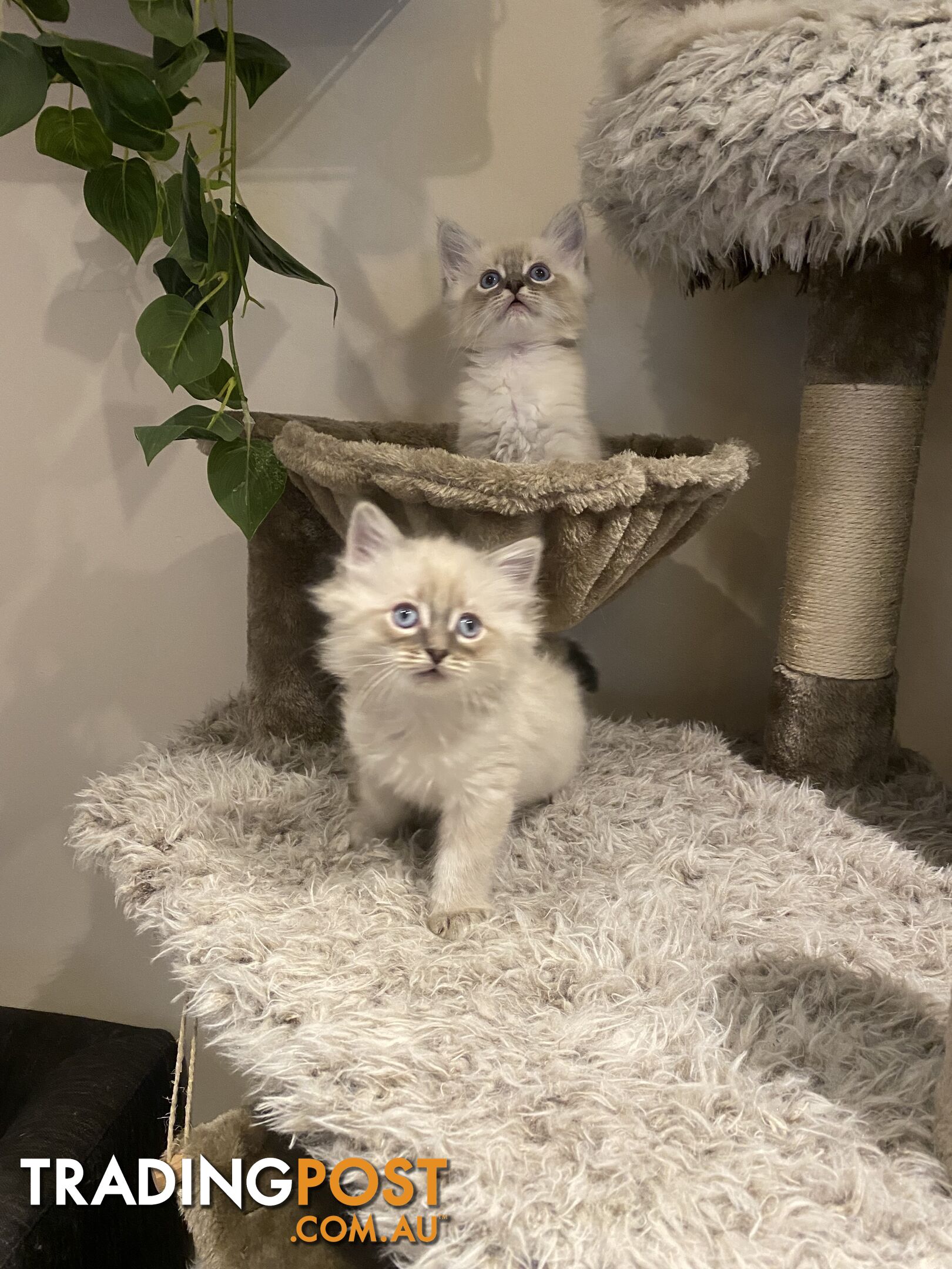 Ragdoll kittens