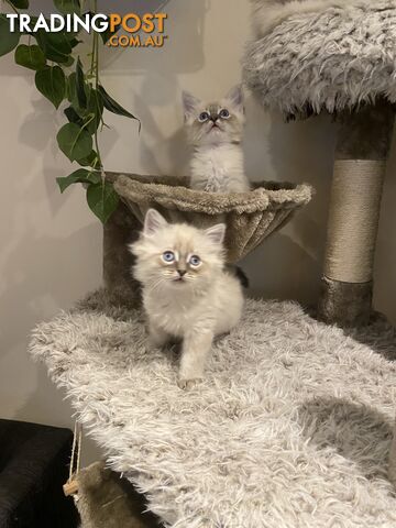 Ragdoll kittens