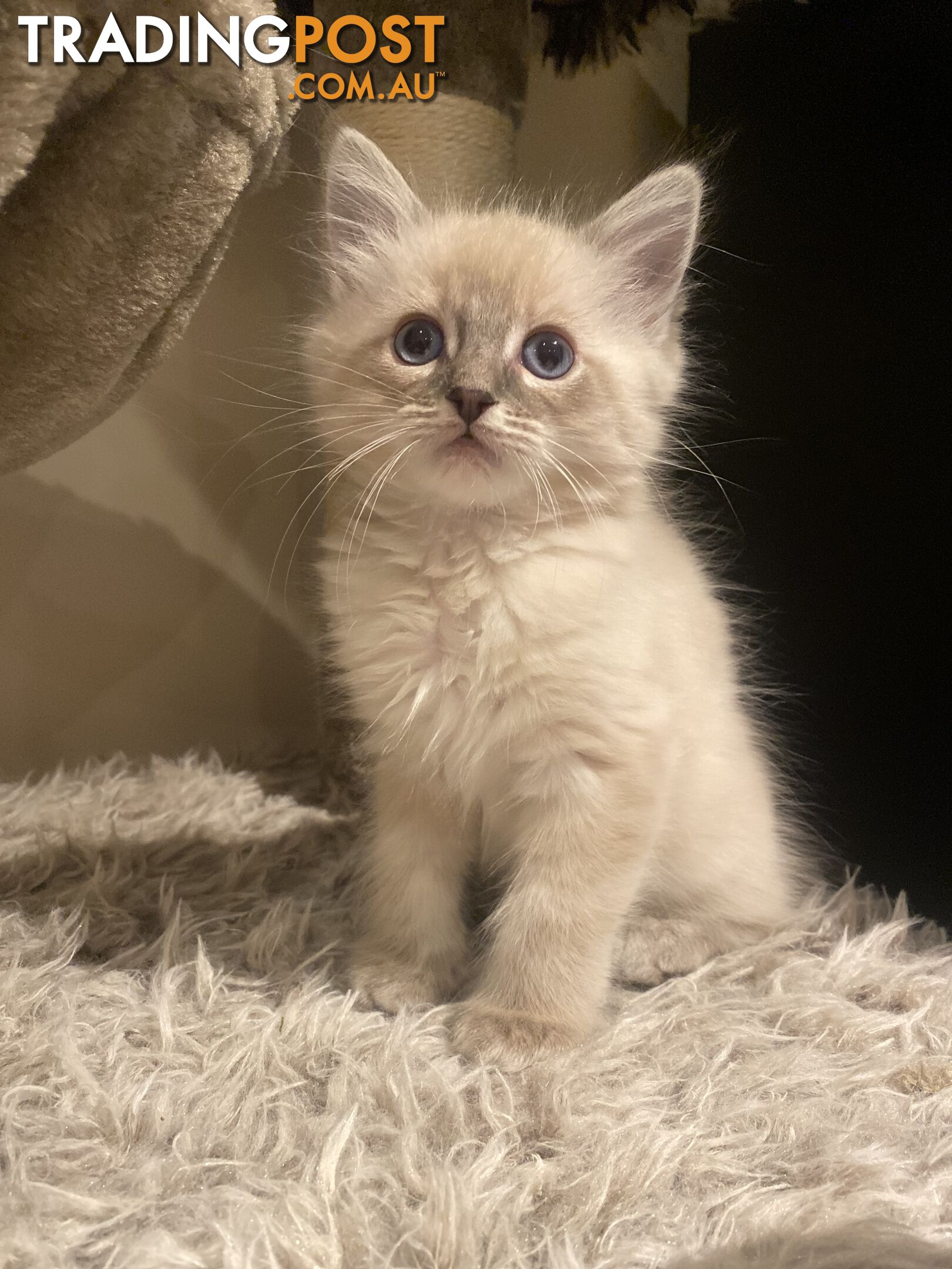 Ragdoll kittens