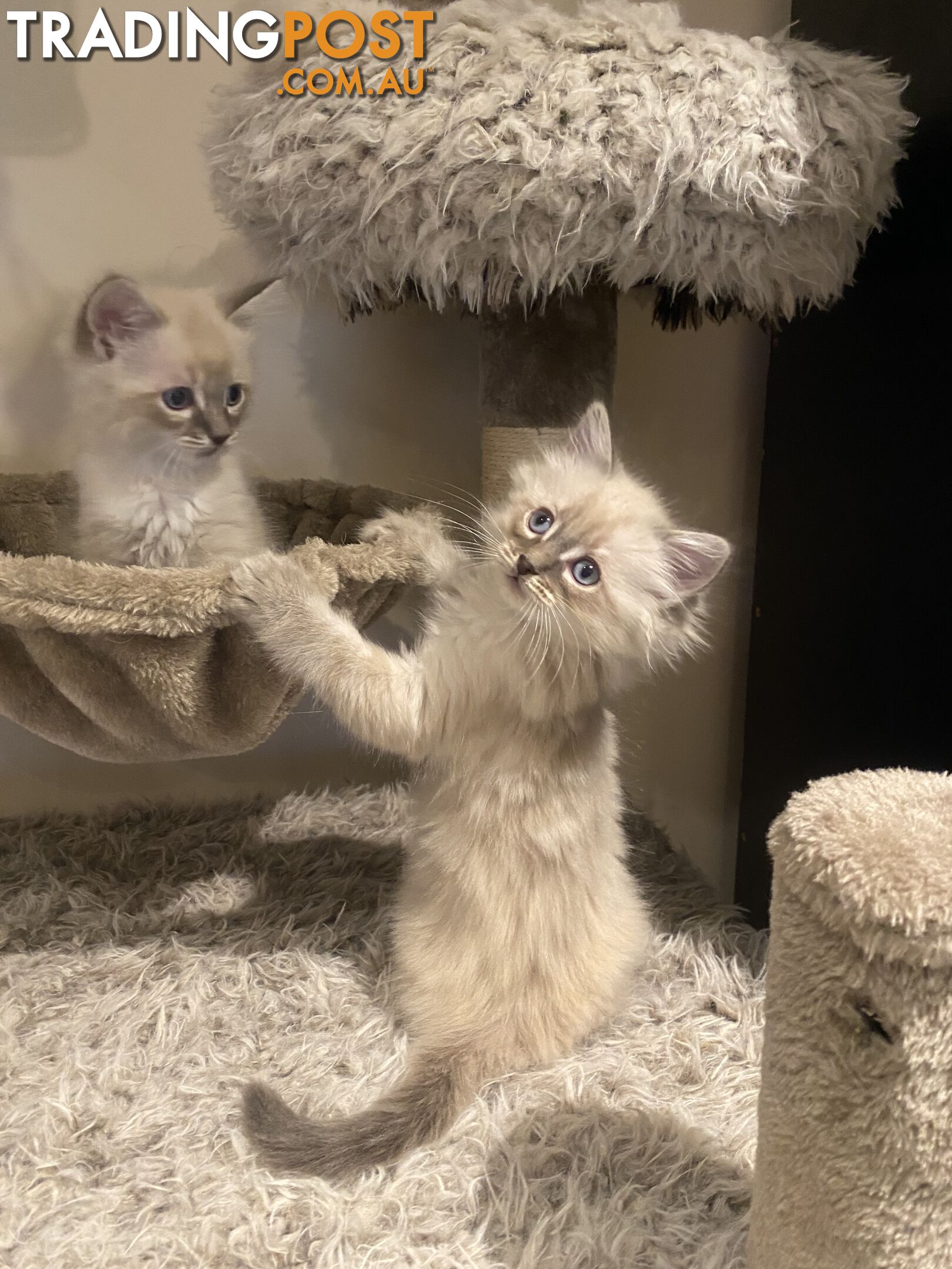 Ragdoll kittens