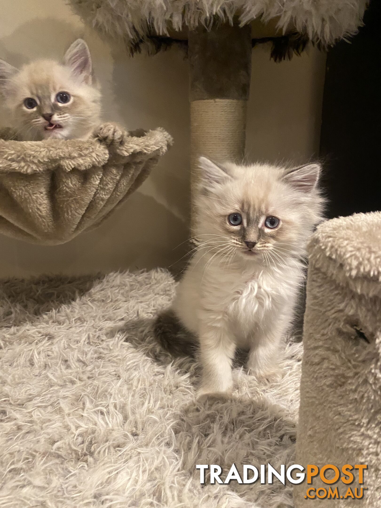 Ragdoll kittens